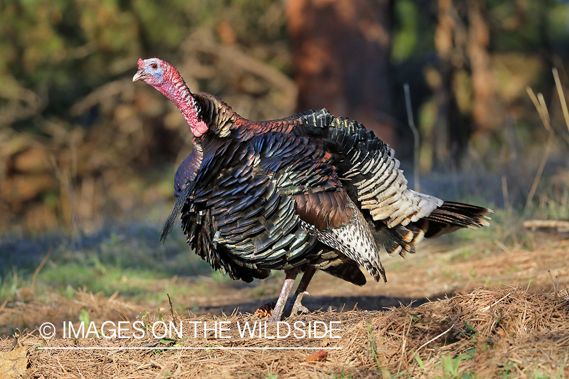 Merriam Turkey in habitat.