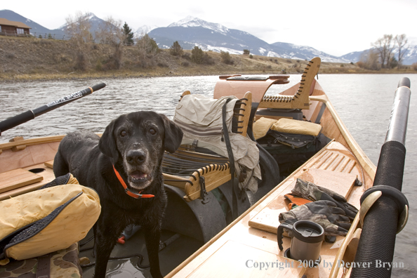 Black Labrador Retriever in wooden driftboat on Yellowstone River, Montana.