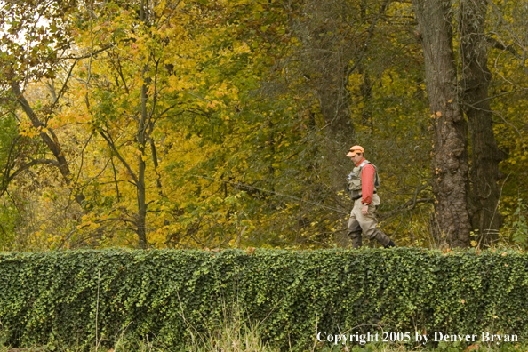 Flyfisherman walking to Pennsylvania spring creek through autumn-colored countryside.