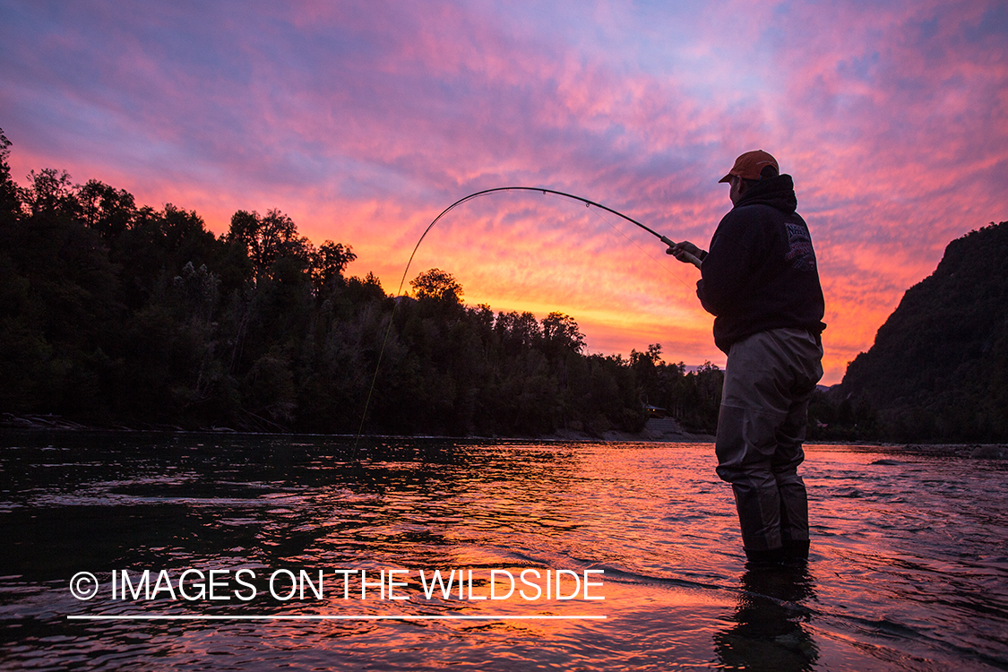 Flyfisherman fighting King Salmon.