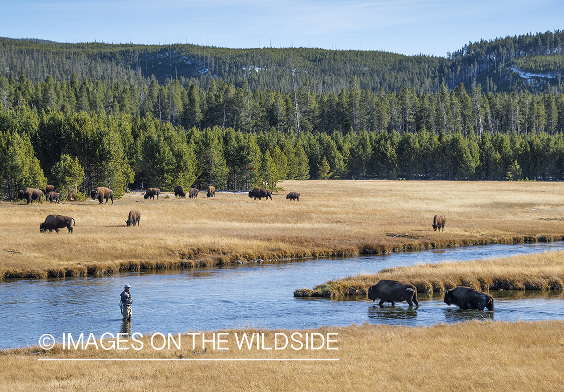 Flyfishing, Firehole River, Yellowstone National Park.