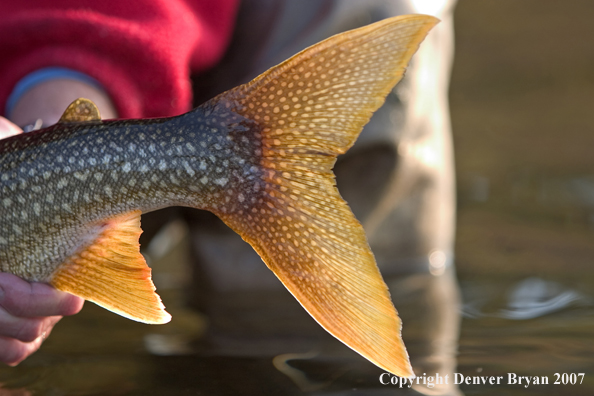 Flyfisherman with lake trout (close-up of tail).