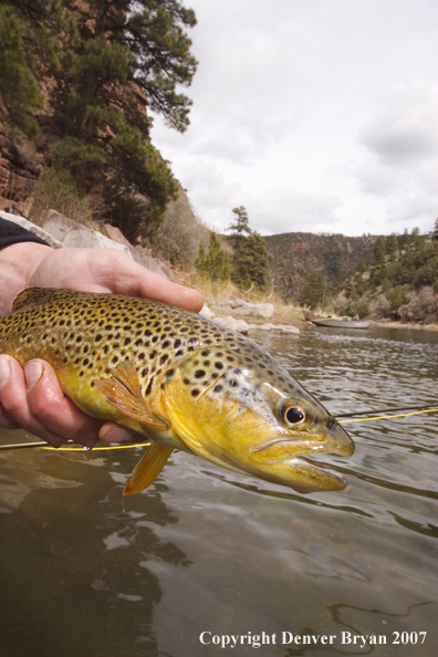 Brown trout being released by fisherman.