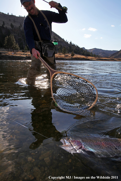 Flyfisherman netting a nice rainbow trout.