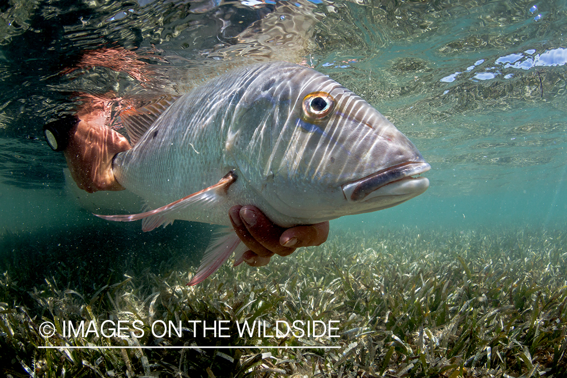 Flyfisherman releasing mangrove snapper.