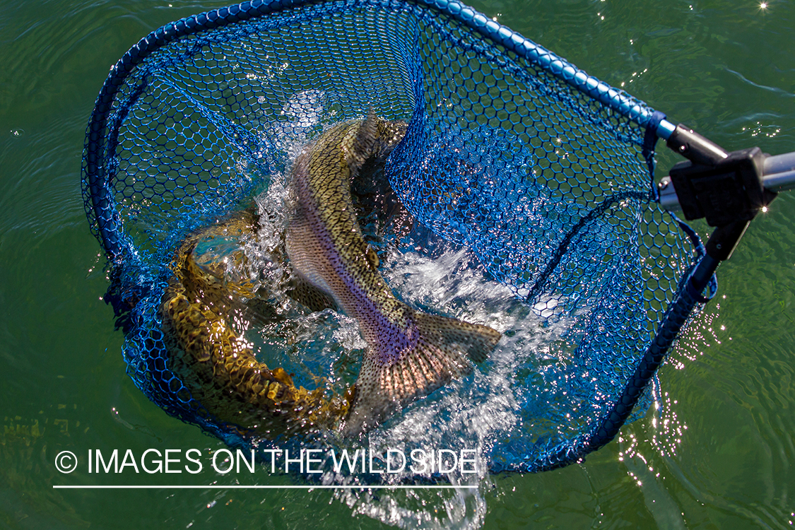 Brown trout and rainbow trout in net.