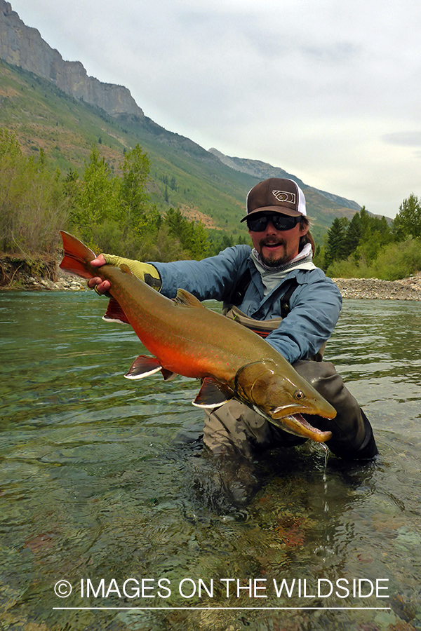 Flyfisherman releasing bull trout.