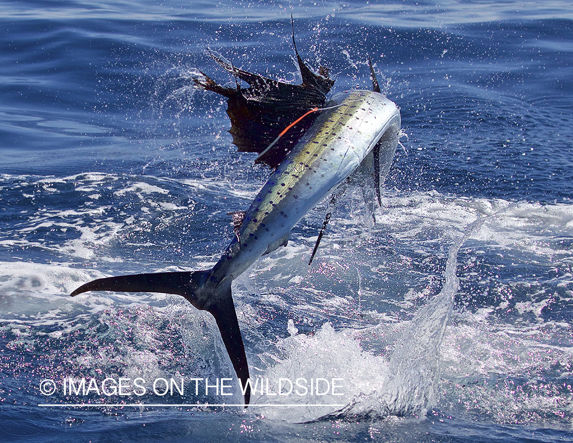 Sailfish jumping.