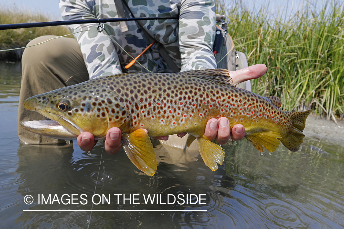 Flyfisherman releasing brown trout.