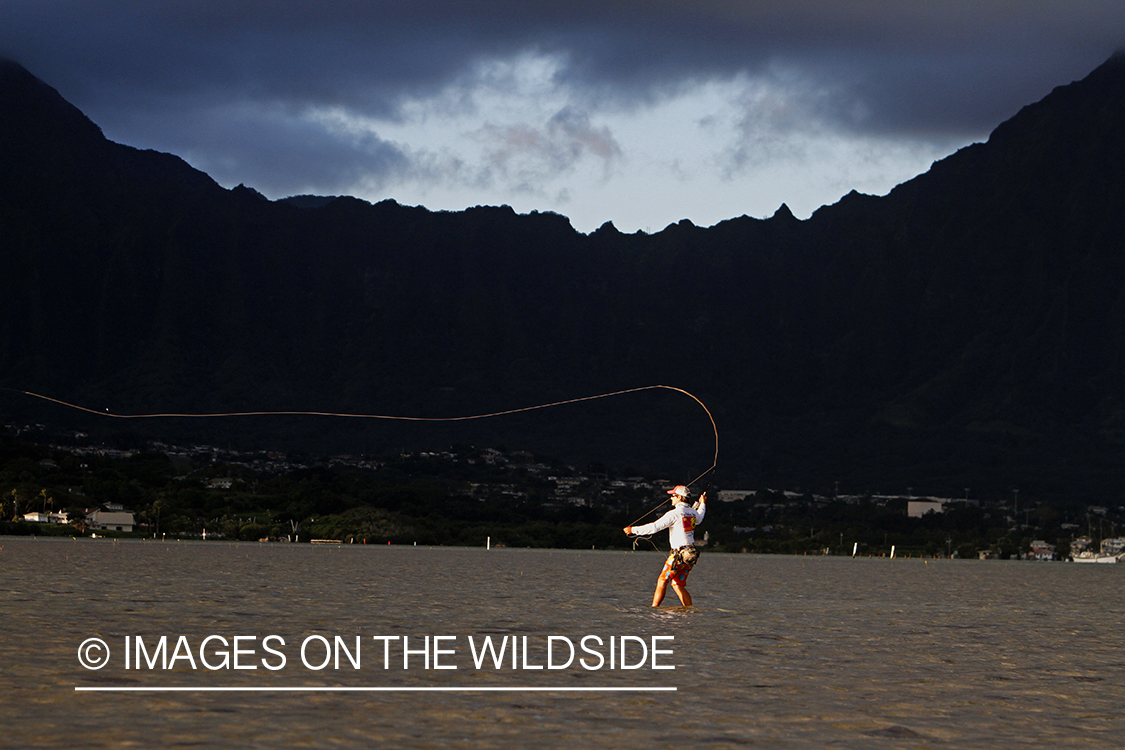 Saltwater flyfisherman fishing on flats, in Hawaii. 