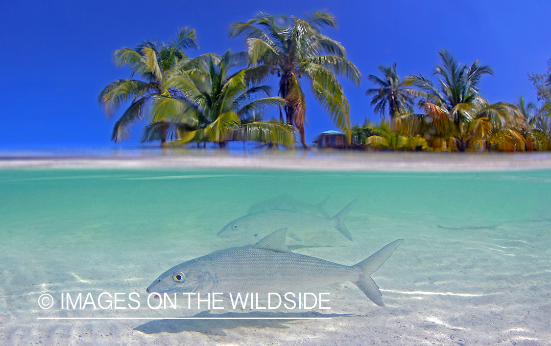 Bonefish in habitat.