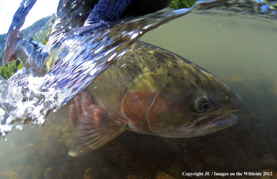 Flyfisher with steelhead catch.