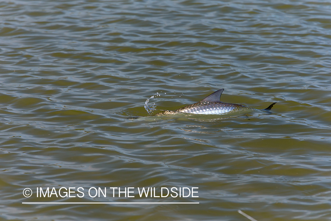 Bonefish in water.