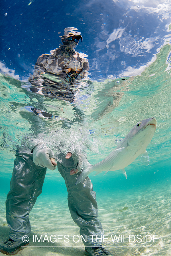 Flyfisherman releasing bonefish.