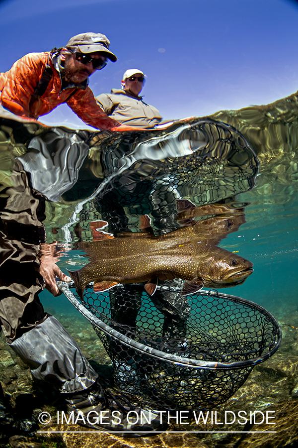 Flyfisherman releasing brook trout.