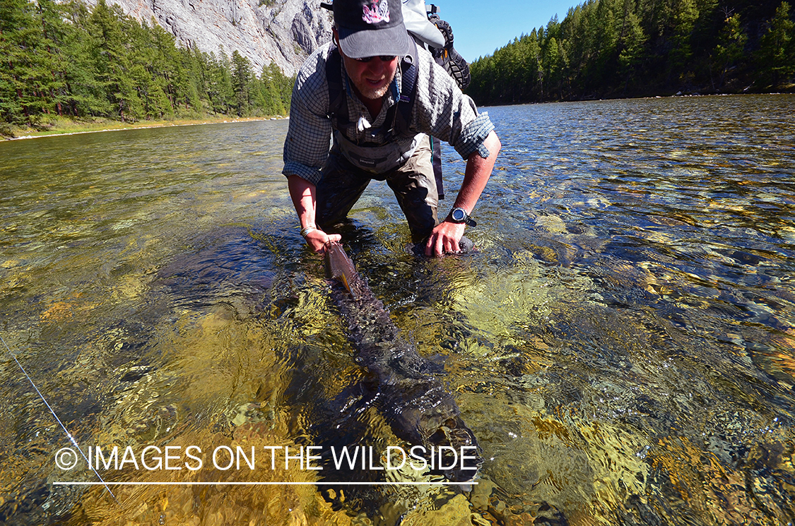 Fly fisherman releasing Taimen.