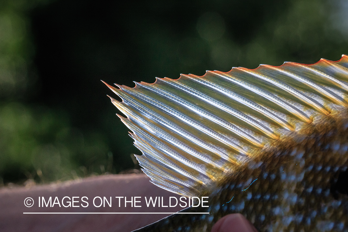 Fin of saltwater fish in Belize.