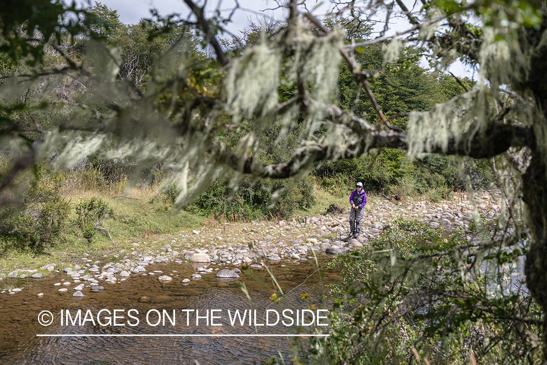 Woman fly fishing guide(Marcela Appelhanz) on stream.