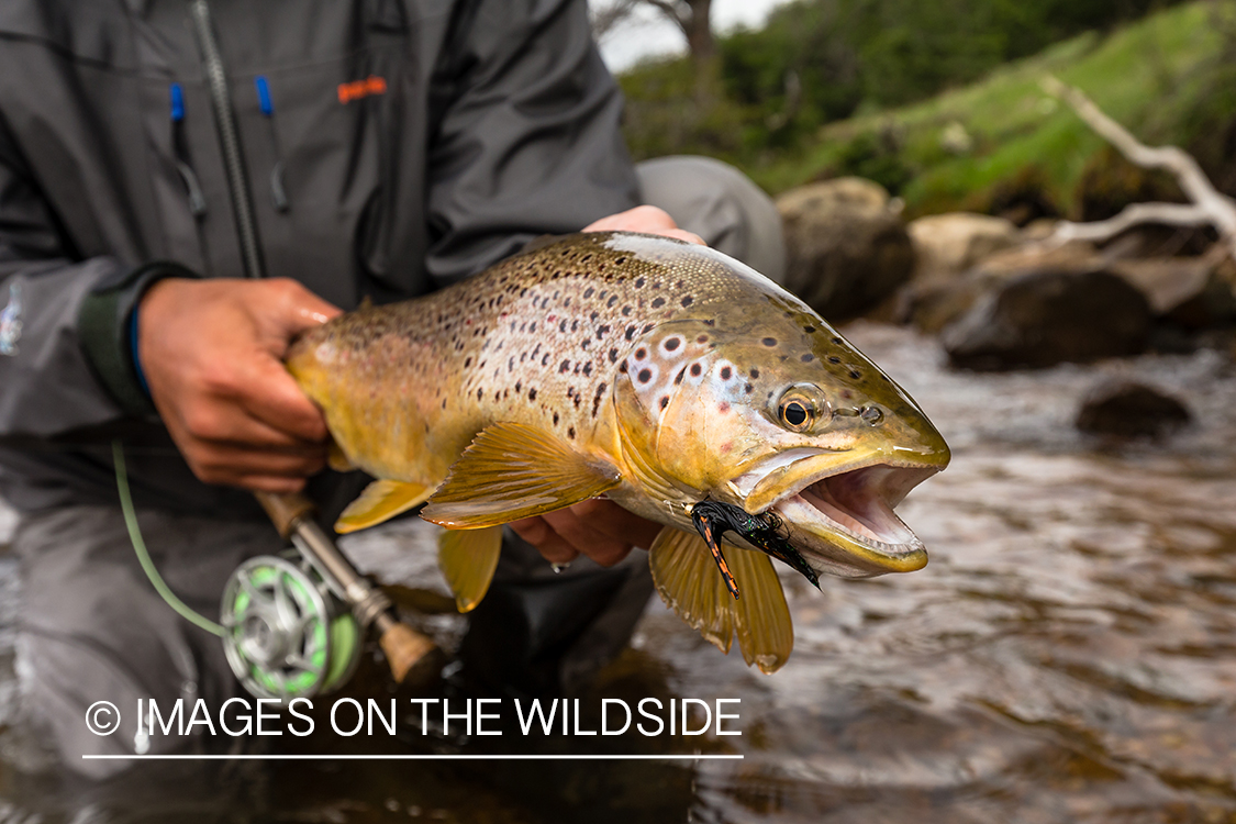 Flyfisherman with brown trout.