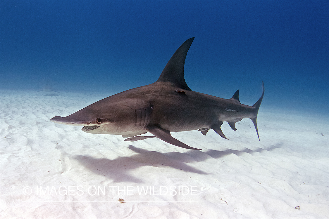 Hammerhead shark in habitat.