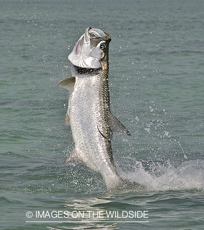 Jumping Tarpon on line. 