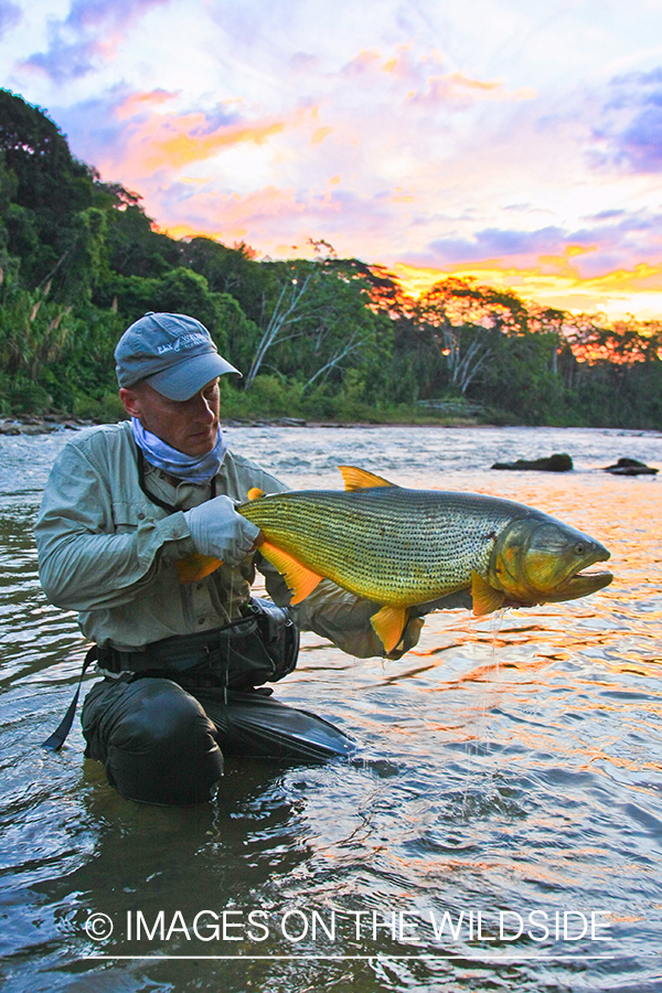 Fly Fisherman with Golden Dorado.