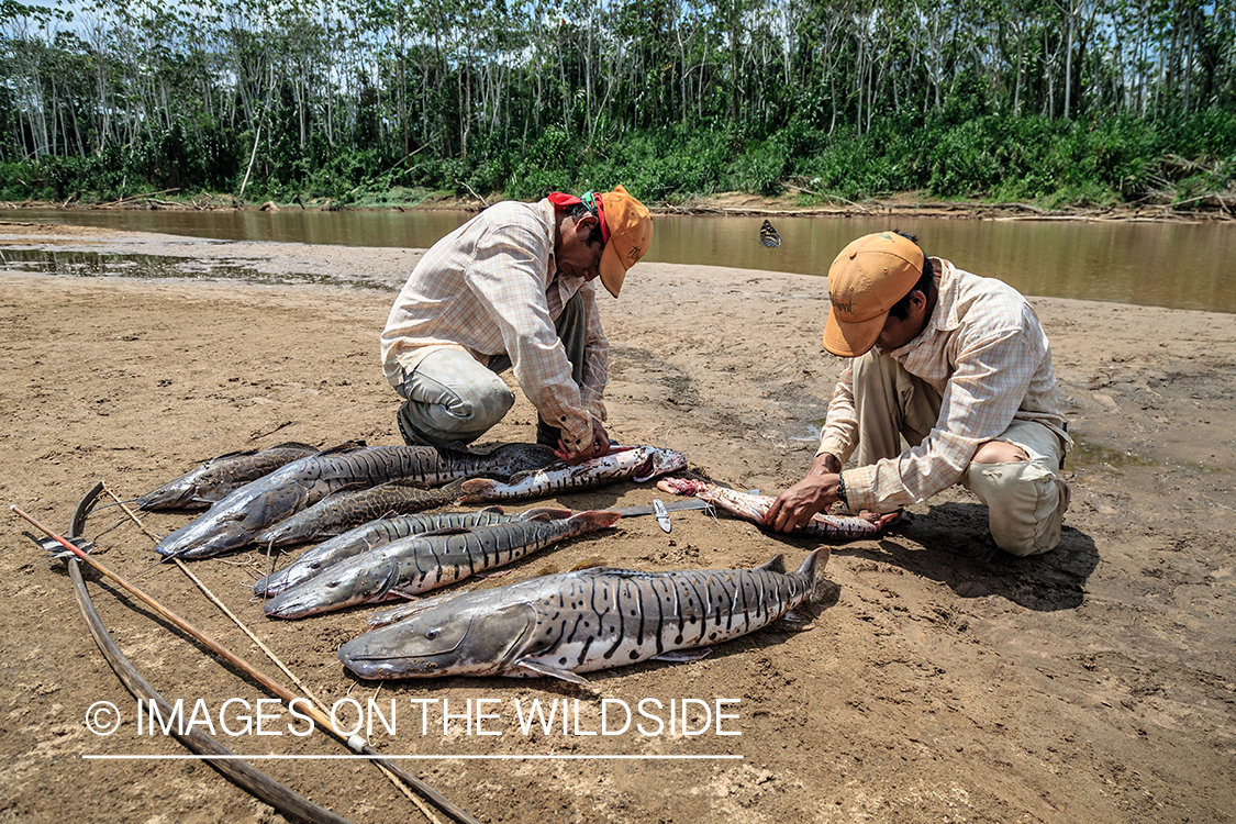 Flyfishing for Golden Dorado in Bolivia. (bow fishing)