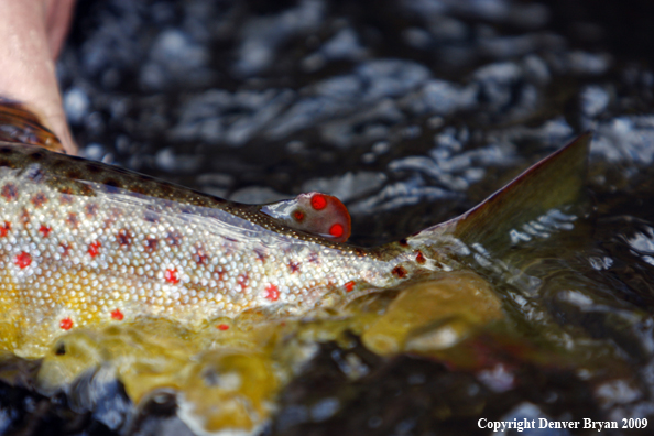 Brown trout underwater