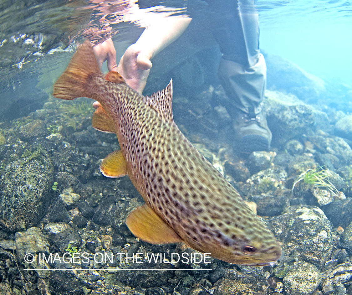 Brown Trout underwater.