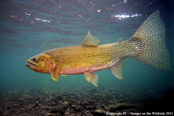 Westslope Cutthroat, Lost River, ID.  