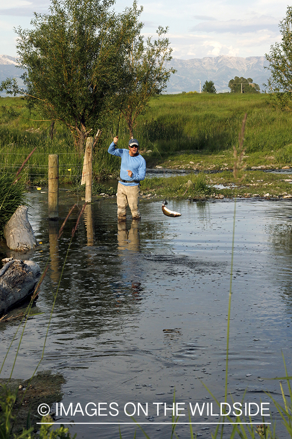 Fisherman fighting jumping rainbow trout.