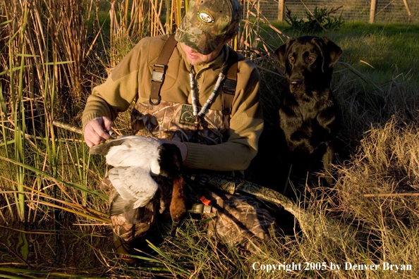 Duck hunter and Labrador Retriever at edge of marsh with bagged canvasback drake.