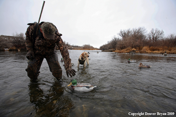 Settting Decoys