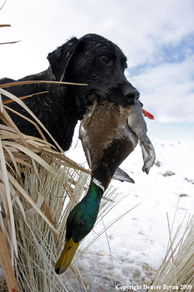 Water fowl hunting.