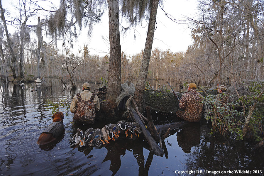 Waterfowl hunters in southern wetlands. 