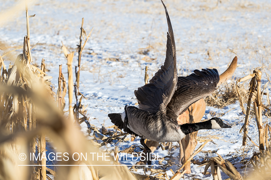 Lab retrieving Canada goose.