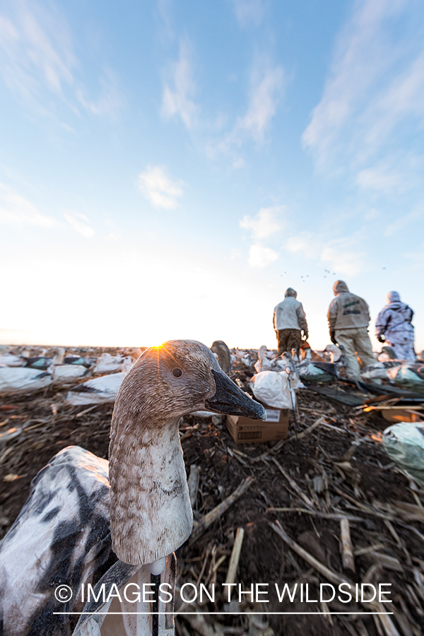 Hunters in field with decoys. 