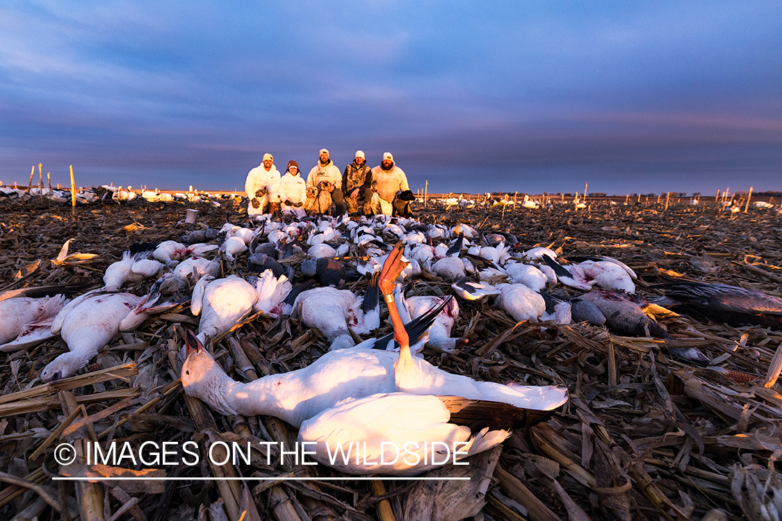 Hunters with bagged geese after successful day shooting.
