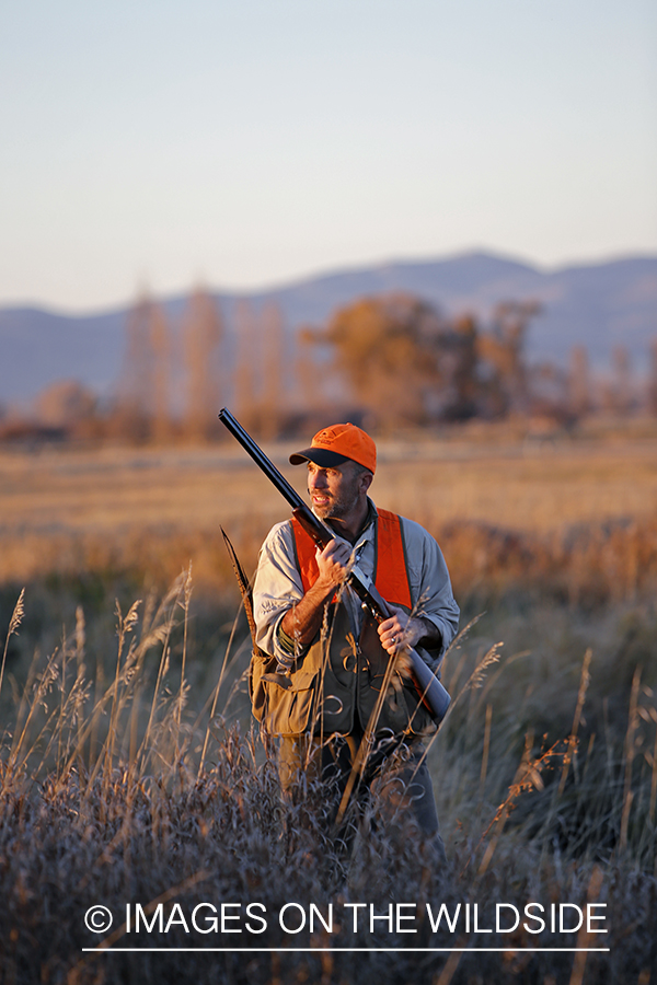 Pheasant hunter in field.