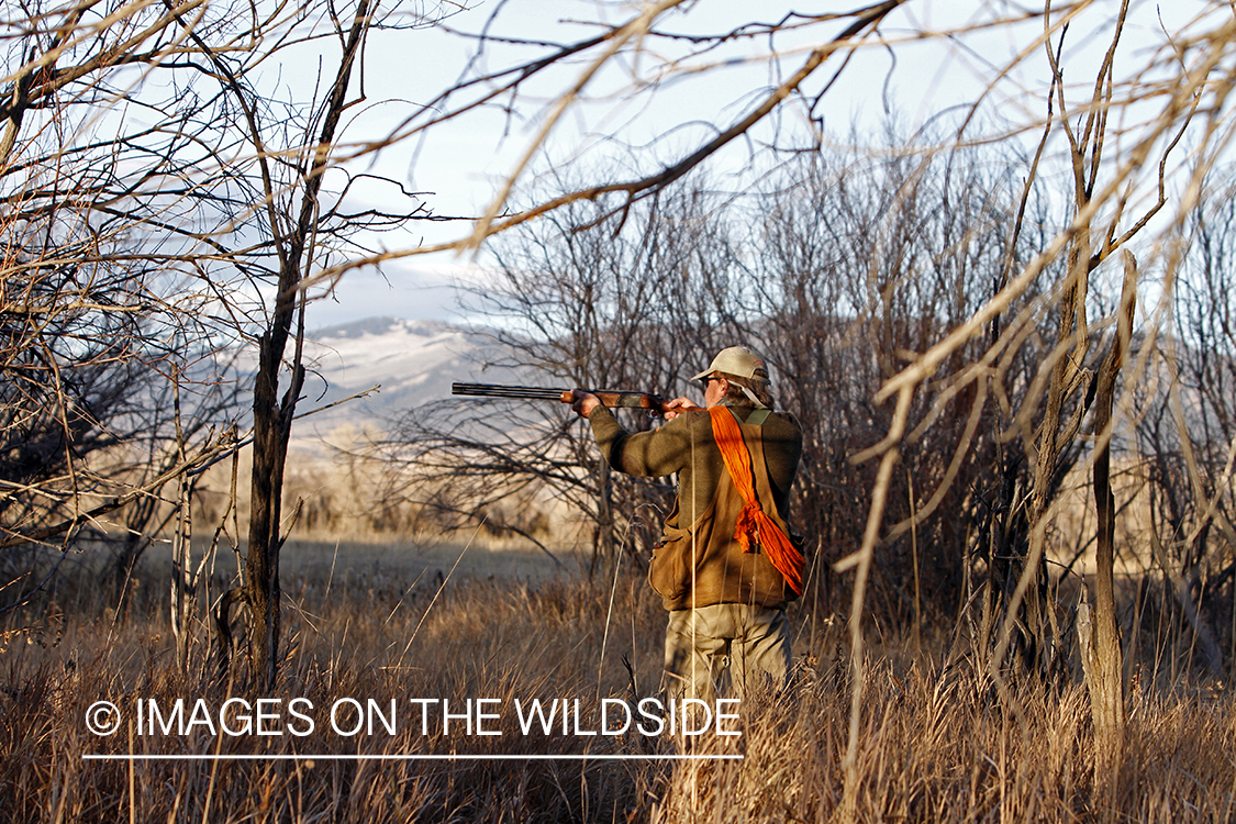 Pheasant hunter in field.