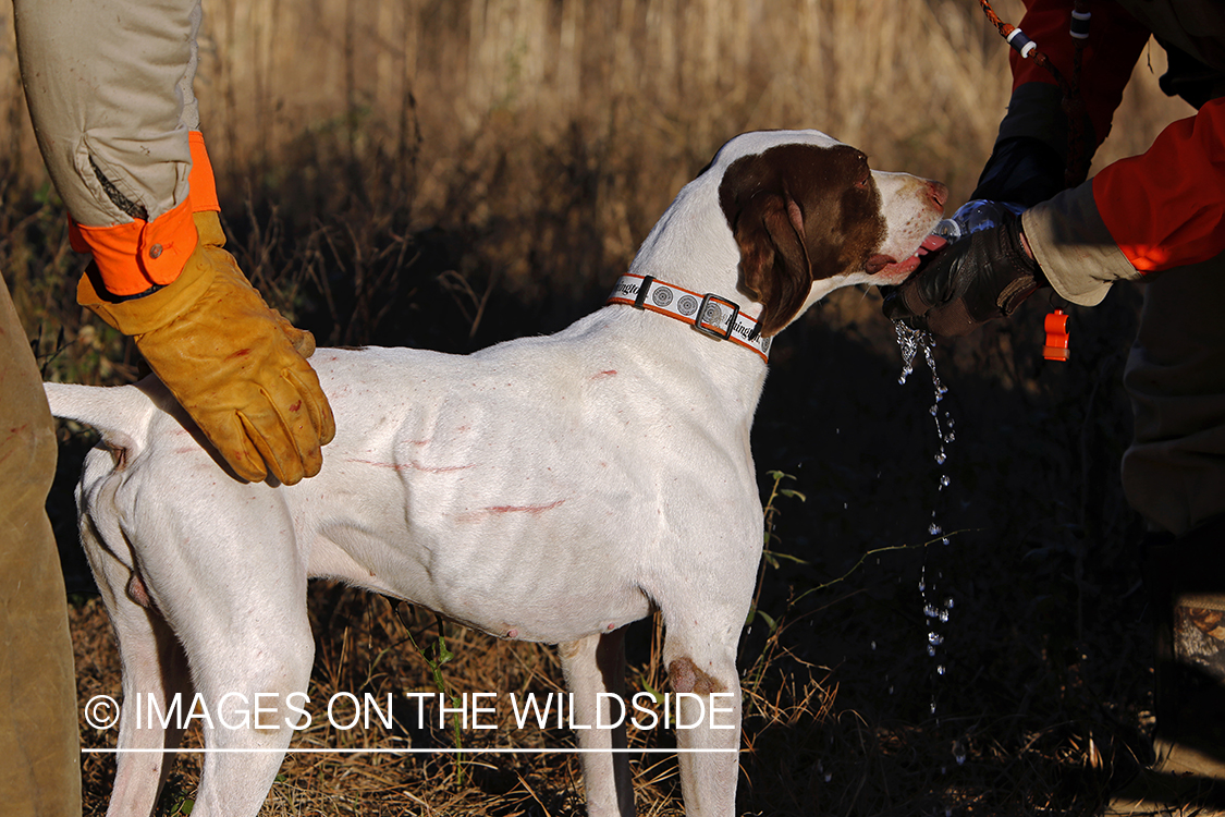 Little bit of blood on side of english pointer from quail hunt.