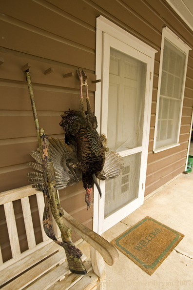 Eastern turkey bagged and hanging