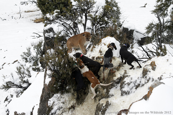 Hunting dogs cornering mountain lion. 