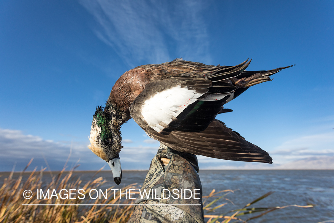 Bagged Wigeon duck.