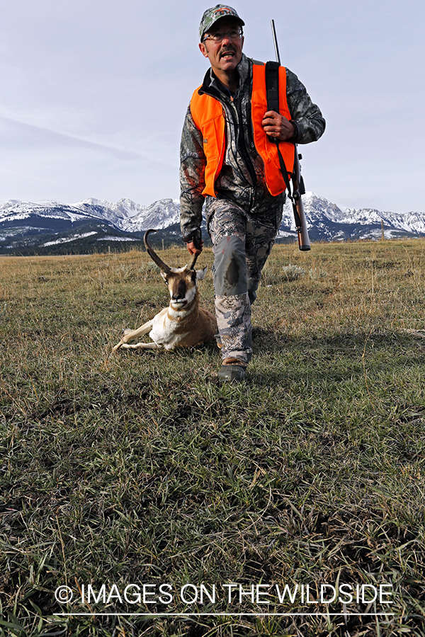 Pronghorn Antelope hunter dragging bagged antelope buck.