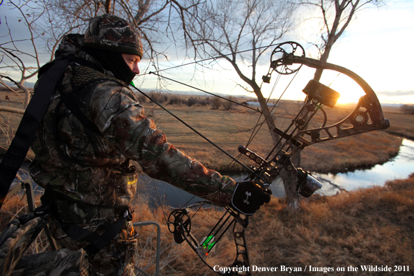 Bowhunter taking aim from tree stand. 