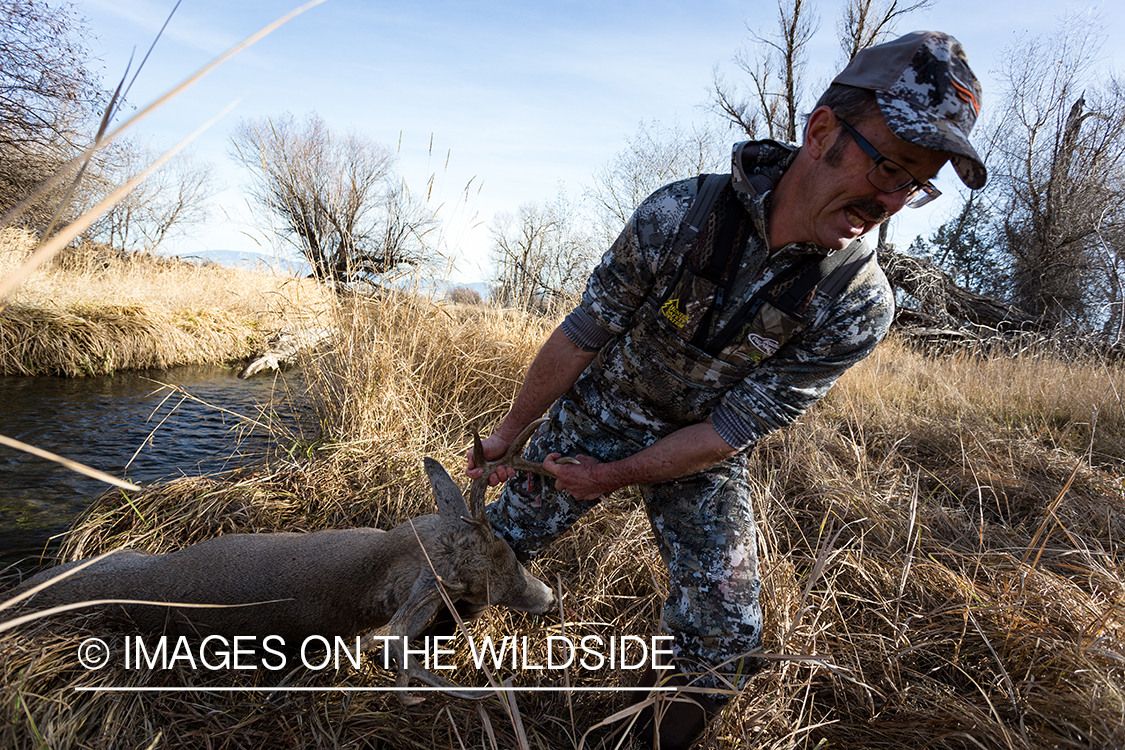 Bow hunter dragging out field dressed white-tailed deer.