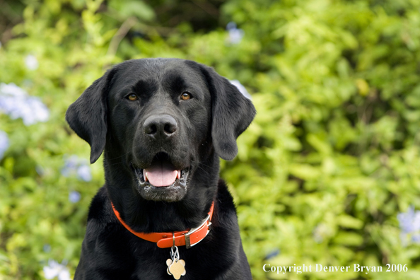 Black Labrador Retriever. 