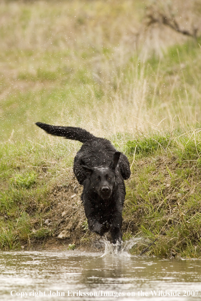 Black Labrador Retriever