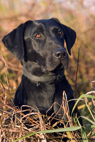 Black Labrador Retriever in field